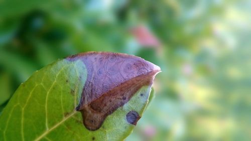 Close-up of leaf