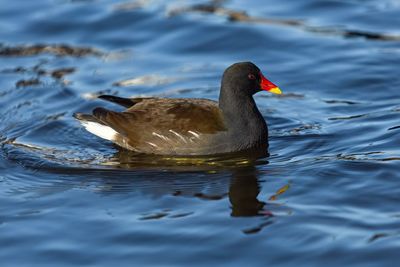 Duck swimming in lake