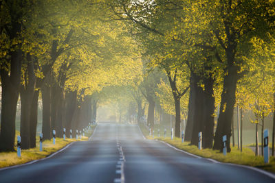 A narrow country road without traffic in the country brandenburg, germany