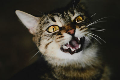 Close-up portrait of a cat