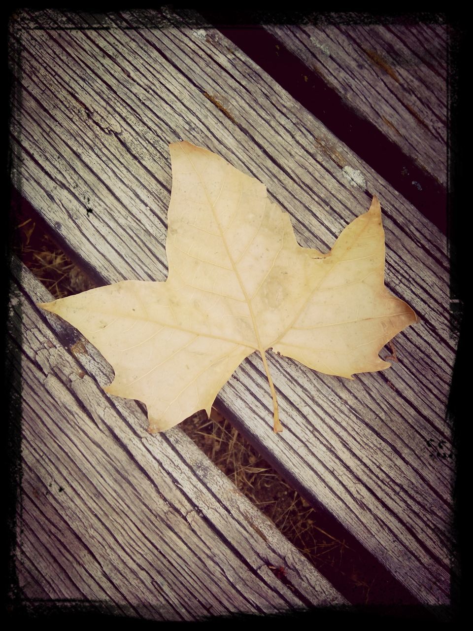 transfer print, wood - material, auto post production filter, leaf, plank, wooden, dry, autumn, high angle view, wood, close-up, textured, outdoors, fallen, day, no people, pattern, nature, season, damaged