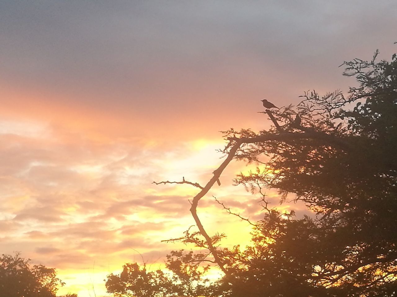 sunset, tree, sky, plant, beauty in nature, silhouette, cloud - sky, nature, tranquility, orange color, no people, scenics - nature, tranquil scene, low angle view, outdoors, branch, sunlight, growth, sun, idyllic