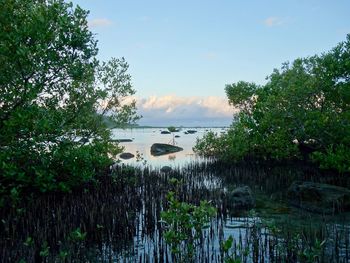 Scenic view of lake in forest against sky