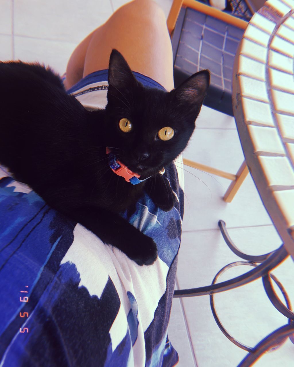 CLOSE-UP PORTRAIT OF BLACK CAT ON FLOOR AT HOME