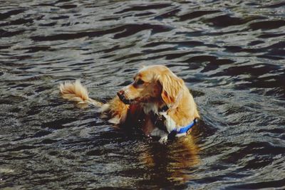 High angle view of dog in lake