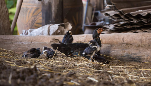 Flock of chicken on wood