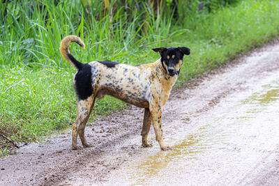 Dog running on road