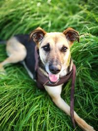 Portrait of dog on field