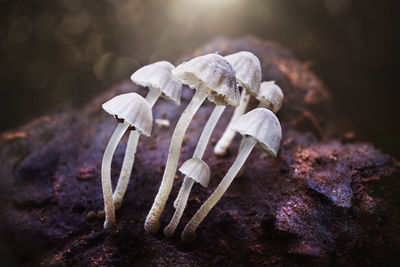 Close-up of mushrooms growing on rock
