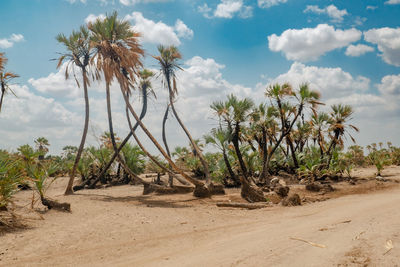 Palm trees against sky at north horr oasis in marsabit county, kenya