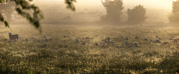 Scenic view of grassy field