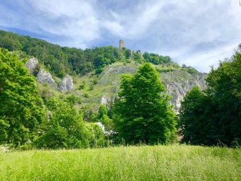 Trees and plants on land against sky