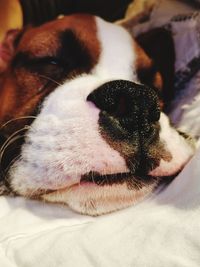 Close-up portrait of dog on bed