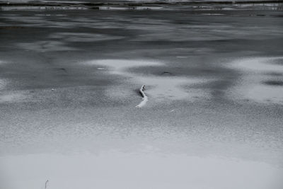 Close-up of birds on sand at beach during winter