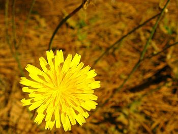 Close-up of yellow flowers