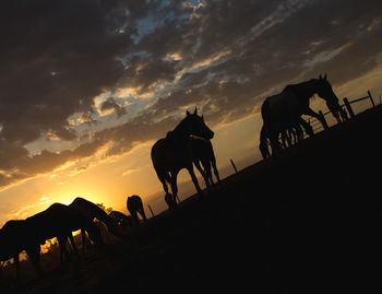 Silhouette horses against sky during sunset