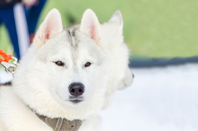 Close-up portrait of white dog