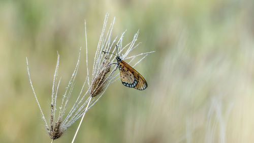 Close-up of butterfly on leaf