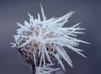 Close-up of frozen plant against white background
