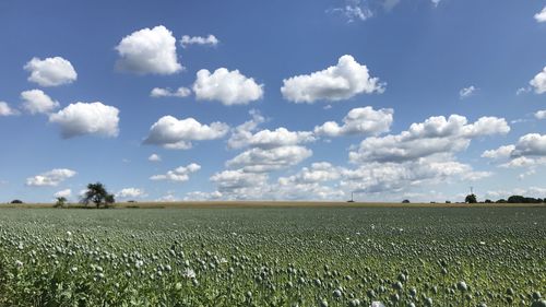 Scenic view of poppy field against sky