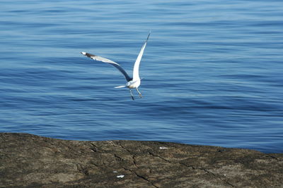 Bird flying over lake