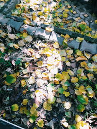 High angle view of leaves on plant during autumn