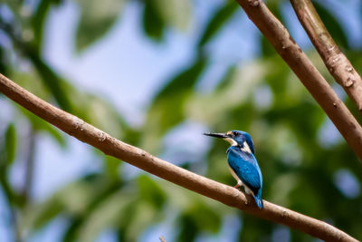 Close-up of bird perching on branch