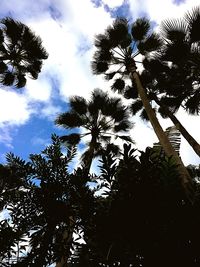 Low angle view of trees against sky