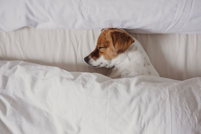 Dog resting on bed