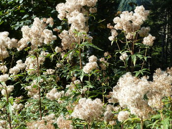 Full frame shot of white flowers blooming in garden