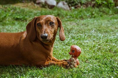 Portrait of dog with ball on field