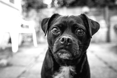 Close-up portrait of dog