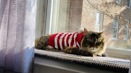 A cat called bobcat is siting near the window wearing a white and red visa warm christmas shirt.