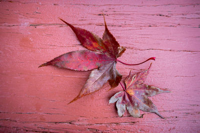 Close-up of dry leaf on red leaves