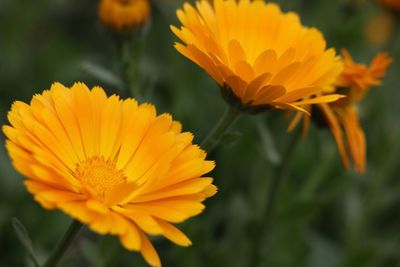 Close-up of yellow flower