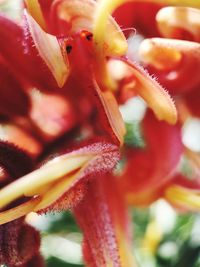 Close-up of red flower