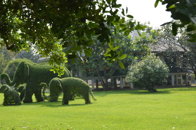 Trees in park