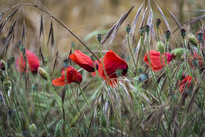 Close-up of poppy blooming on field