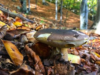 Close-up of mushroom on field