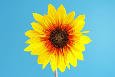 Low angle view of sunflower against blue sky