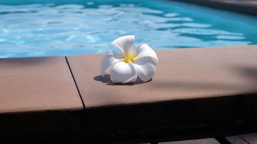 High angle view of white flower floating on swimming pool