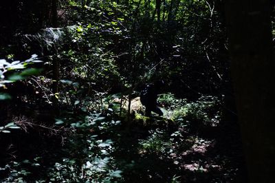 Trees in forest