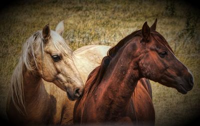 Horses on field