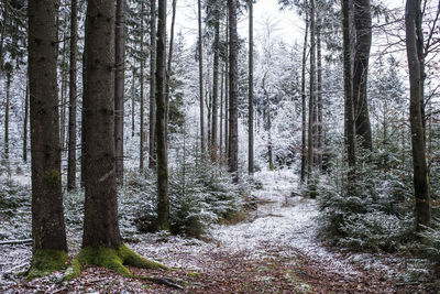 Trees in forest during winter