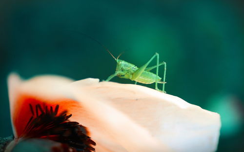 Close-up of insect on flower