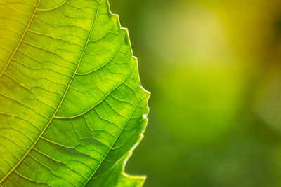 Green leaves with detailed lines and surface.