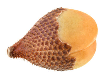 Close-up of shell against white background