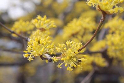 Close-up of yellow flowers