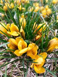 Close-up of yellow crocus blooming on field