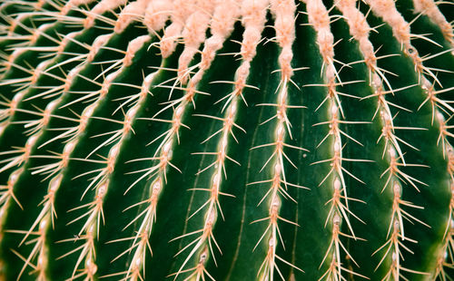 Full frame shot of cactus plant